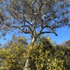 Eucalyptus blakelyi (Blakely's Red Gum) at Kambah Pool - 2 Sep 2023 by dwise