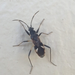 Dieuches sp. (genus) (Black and White Seed Bug) at Latham, ACT - 7 Sep 2023 by LD12