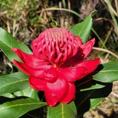 Telopea speciosissima (NSW Waratah) at Ulladulla, NSW - 10 Sep 2023 by trevorpreston