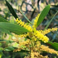 Acacia longifolia subsp. longifolia (Sydney Golden Wattle) at Ulladulla, NSW - 10 Sep 2023 by trevorpreston