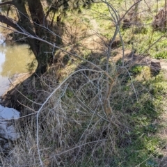 Unidentified Other Tree at Tuggeranong, ACT - 10 Sep 2023 by JP95