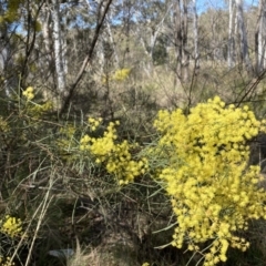 Acacia boormanii (Snowy River Wattle) at Bruce, ACT - 10 Sep 2023 by lyndallh
