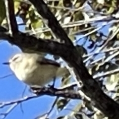 Acanthiza chrysorrhoa (Yellow-rumped Thornbill) at Watson, ACT - 9 Sep 2023 by Louisab