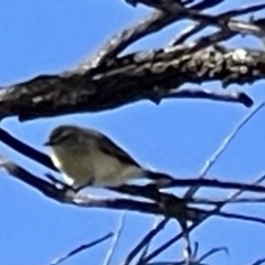 Acanthiza chrysorrhoa at Watson, ACT - 10 Sep 2023