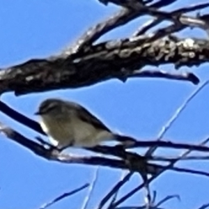 Acanthiza chrysorrhoa at Watson, ACT - 10 Sep 2023