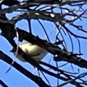 Acanthiza chrysorrhoa at Watson, ACT - 10 Sep 2023 08:44 AM