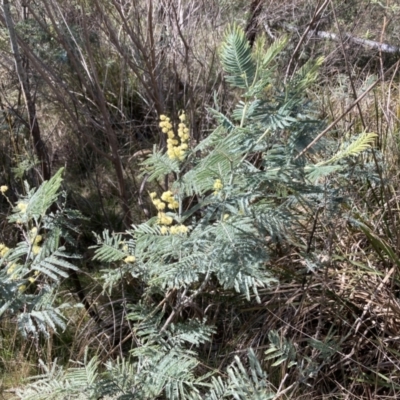 Acacia dealbata subsp. dealbata (Silver Wattle) at Bruce, ACT - 10 Sep 2023 by lyndallh