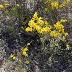 Acacia buxifolia subsp. buxifolia (Box-leaf Wattle) at Gossan Hill - 10 Sep 2023 by lyndallh