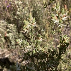 Brachyloma daphnoides (Daphne Heath) at Bruce, ACT - 10 Sep 2023 by lyndallh
