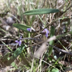 Hovea heterophylla (Common Hovea) at Gossan Hill - 10 Sep 2023 by lyndallh