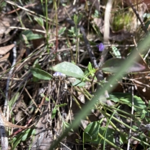 Hovea heterophylla at Bruce, ACT - 10 Sep 2023 11:47 AM