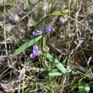 Hovea heterophylla at Bruce, ACT - 10 Sep 2023