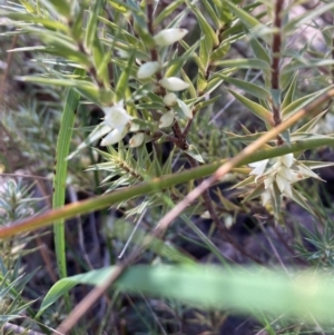 Melichrus urceolatus at Bruce, ACT - 10 Sep 2023