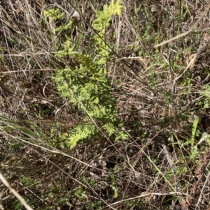 Cheilanthes sieberi subsp. sieberi at Bruce, ACT - 10 Sep 2023 11:30 AM