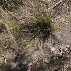 Lepidosperma laterale (Variable Sword Sedge) at Gossan Hill - 10 Sep 2023 by lyndallh