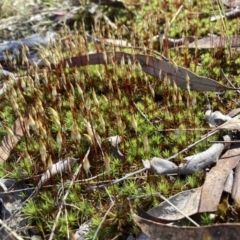 Unidentified Moss, Liverwort or Hornwort at Bruce, ACT - 10 Sep 2023 by lyndallh