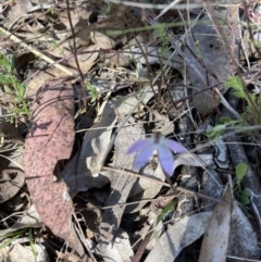 Caladenia fuscata (Dusky Fingers) at Bruce, ACT - 10 Sep 2023 by lyndallh