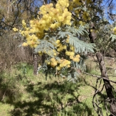 Acacia dealbata subsp. dealbata (Silver Wattle) at Bruce Ridge to Gossan Hill - 10 Sep 2023 by lyndallh