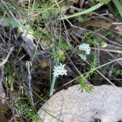 Asperula conferta (Common Woodruff) at Bruce, ACT - 10 Sep 2023 by lyndallh