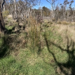 Juncus sp. (A Rush) at Bruce, ACT - 10 Sep 2023 by lyndallh