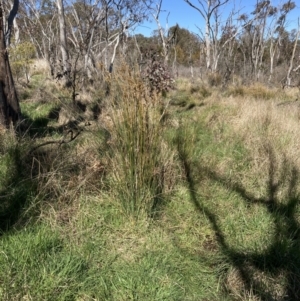 Juncus sp. at Bruce, ACT - 10 Sep 2023