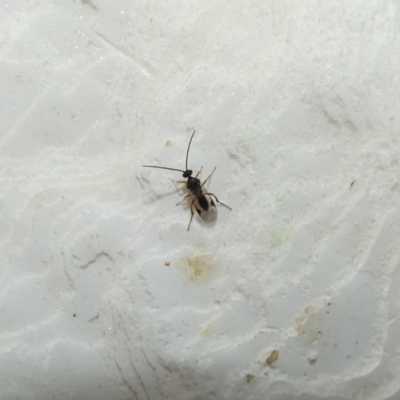 Cotesia sp. (genus) (Microgastrine wasp) at Belconnen, ACT - 9 Oct 2022 by Amata