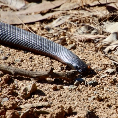 Pseudechis porphyriacus (Red-bellied Black Snake) at Broulee, NSW - 10 Sep 2023 by LisaH