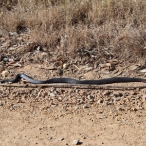 Pseudechis porphyriacus at Broulee, NSW - suppressed