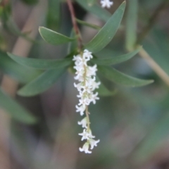 Leucopogon affinis (Lance Beard-heath) at Moruya, NSW - 10 Sep 2023 by LisaH