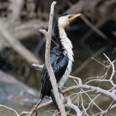 Microcarbo melanoleucos (Little Pied Cormorant) at Splitters Creek, NSW - 9 Sep 2023 by KylieWaldon