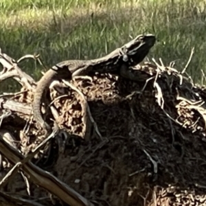 Pogona barbata at Hackett, ACT - suppressed