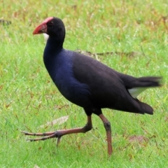 Porphyrio melanotus (Australasian Swamphen) at Splitters Creek, NSW - 9 Sep 2023 by KylieWaldon