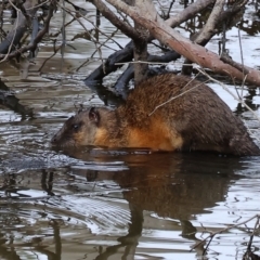 Hydromys chrysogaster (Rakali or Water Rat) at Splitters Creek, NSW - 9 Sep 2023 by KylieWaldon