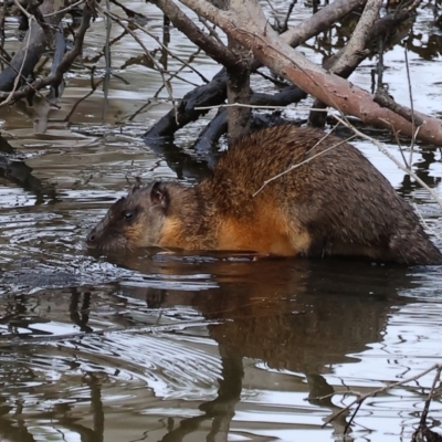 Hydromys chrysogaster (Rakali or Water Rat) at Splitters Creek, NSW - 10 Sep 2023 by KylieWaldon