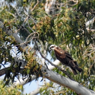 Pandion haliaetus (Osprey) at Avondale, QLD - 18 Aug 2023 by Gaylesp8