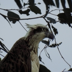 Pandion haliaetus at Avondale, QLD - suppressed