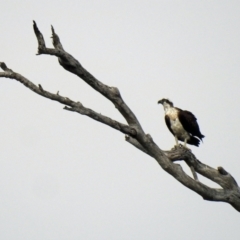 Pandion haliaetus at Avondale, QLD - suppressed