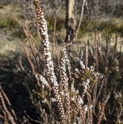 Epacris gunnii (Heath) at Gibraltar Pines - 9 Sep 2023 by WalterEgo