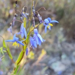 Stypandra glauca (Nodding Blue Lily) at Wanniassa Hill - 10 Sep 2023 by Mike