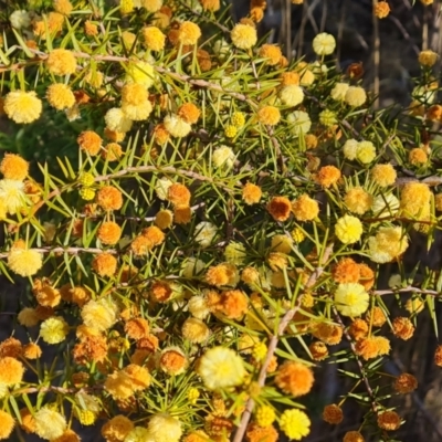 Acacia ulicifolia (Prickly Moses) at Tuggeranong, ACT - 10 Sep 2023 by Mike