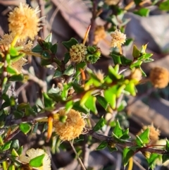 Acacia gunnii (Ploughshare Wattle) at Tuggeranong, ACT - 10 Sep 2023 by Mike