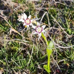 Wurmbea dioica subsp. dioica (Early Nancy) at Wanniassa Hill - 10 Sep 2023 by Mike