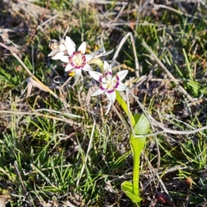 Wurmbea dioica subsp. dioica at Tuggeranong, ACT - 10 Sep 2023