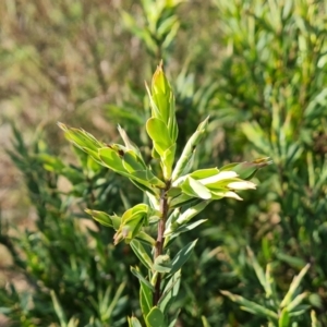 Styphelia triflora at Tuggeranong, ACT - 10 Sep 2023