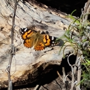 Vanessa kershawi at Tuggeranong, ACT - 10 Sep 2023 03:21 PM