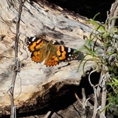 Vanessa kershawi (Australian Painted Lady) at Tuggeranong, ACT - 10 Sep 2023 by Mike