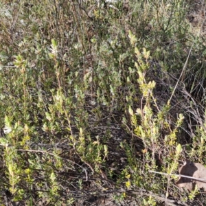 Brachyloma daphnoides at Tuggeranong, ACT - 10 Sep 2023