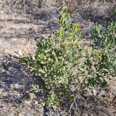 Persoonia rigida (Hairy Geebung) at Tuggeranong, ACT - 10 Sep 2023 by Mike