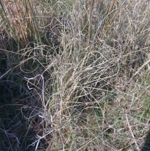 Carex bichenoviana at Symonston, ACT - 6 Sep 2023