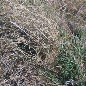 Carex bichenoviana at Symonston, ACT - 6 Sep 2023